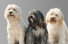 Chogyal, Jam-ma, Angana-Lady